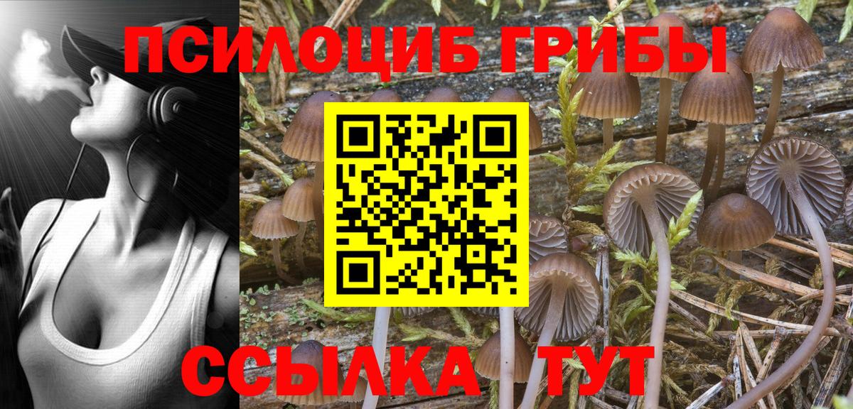 Псилоцибиновые грибы Psilocybe  Вход с VPN  Выборг  Псилоцибиновые грибы Cubensis 